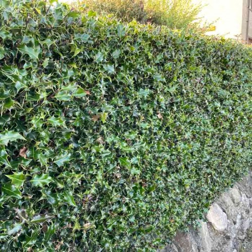 Bare Root Common Holly Hedge - Ilex Aquifolium | ScotPlants Direct